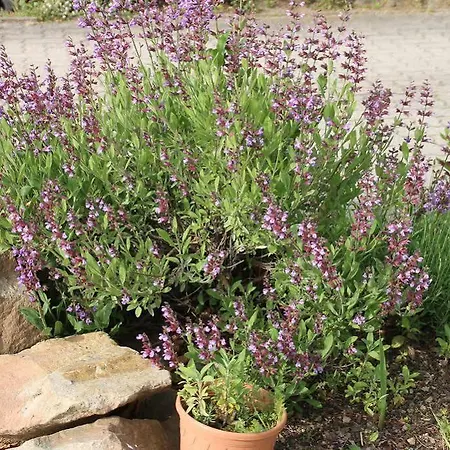 Aparthotel Kastanienhof Dannenfels