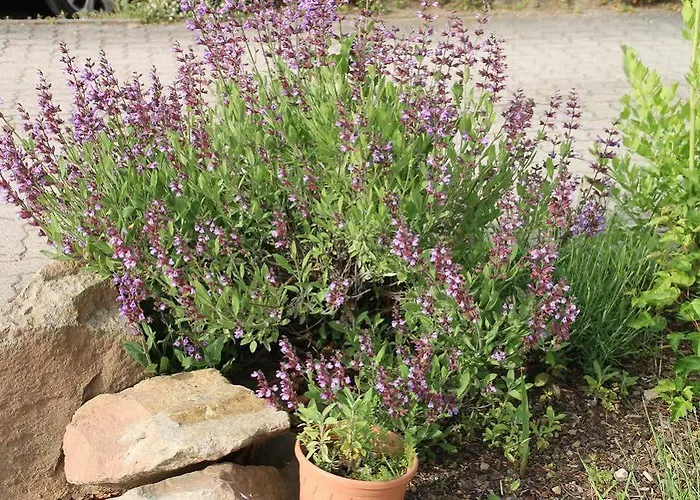 Aparthotel Kastanienhof Dannenfels